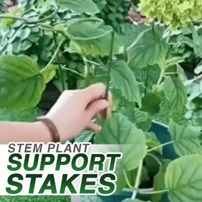 Avaleric® Stem Plant Support Stakes