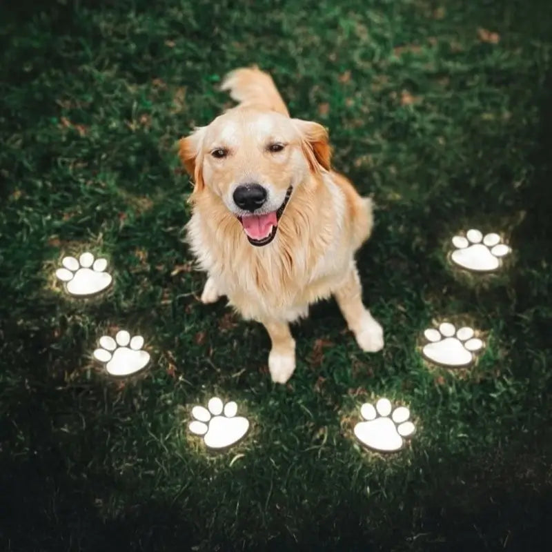 Avaleric® Solar Paw Light